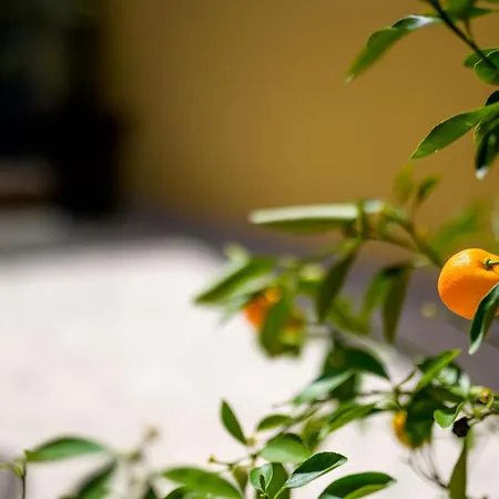 House Rosa * Mali Lošinj