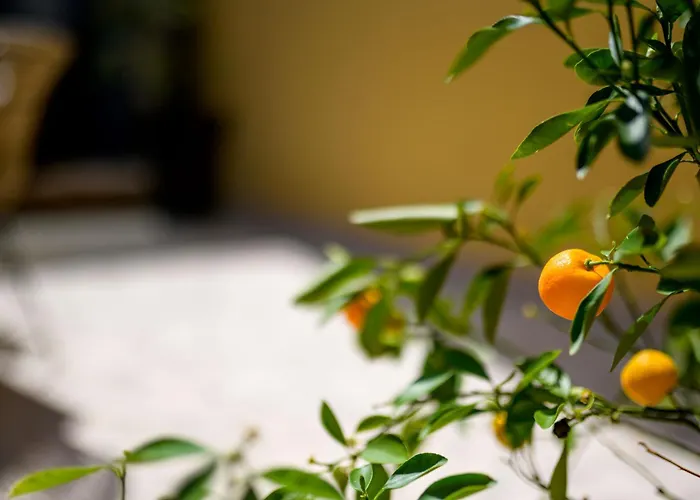 House Rosa * Mali Losinj